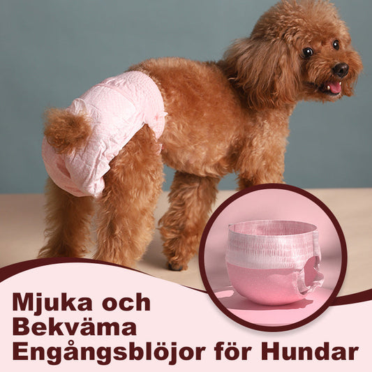⏳Begrenzte Zeit 50% Rabatt💥Weiche und bequeme Einwegwindeln für Hunde